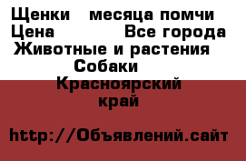 Щенки 4 месяца-помчи › Цена ­ 5 000 - Все города Животные и растения » Собаки   . Красноярский край